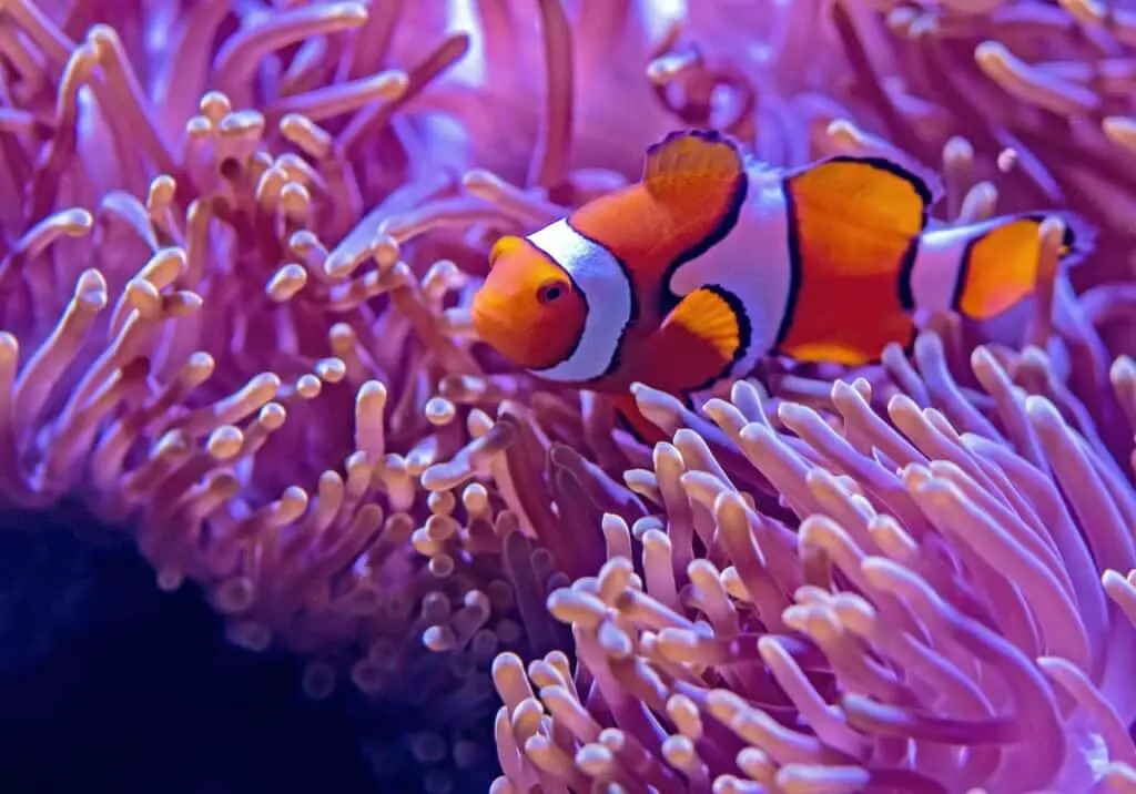 Top 10 Coral Reefs in the World Nemo