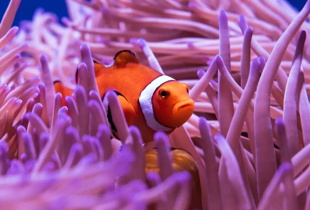 A Clown Anemonefish Nemo Fish Swimming In Coral