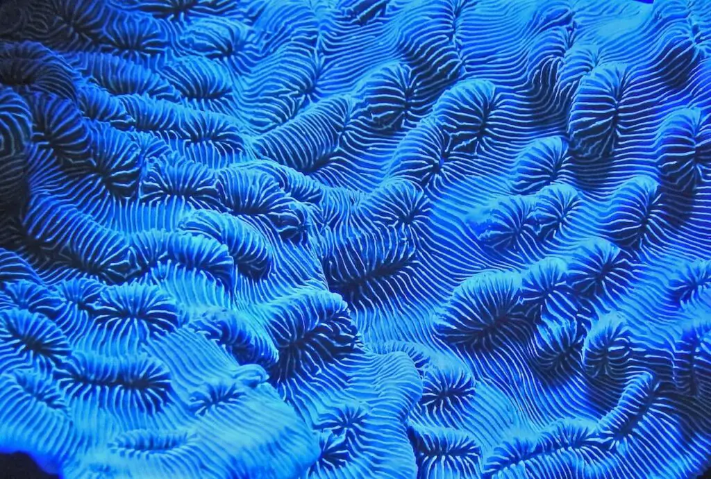 Bioluminescent corals