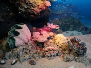 Interesting Facts About Coral Reefs