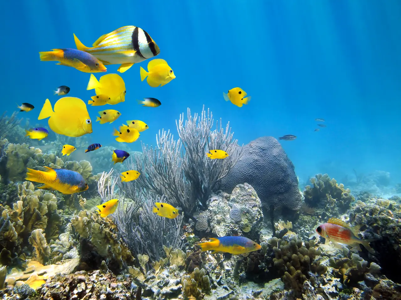 Interesting Facts About Coral Reefs