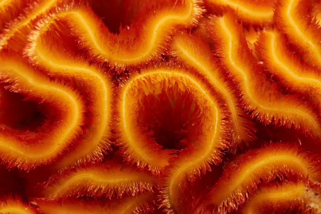 Orange Corals
