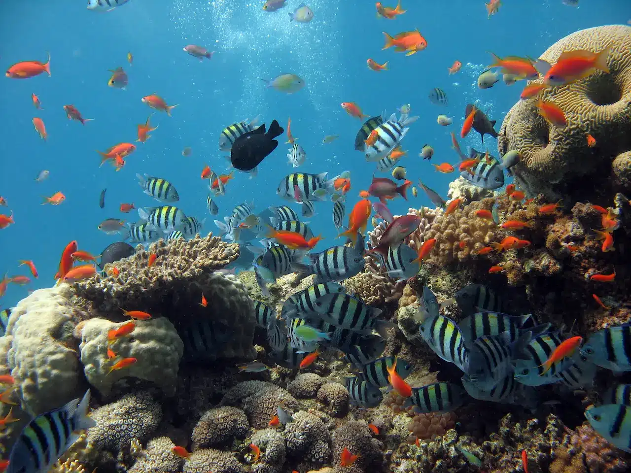 Underwater Coral Reef with Fish