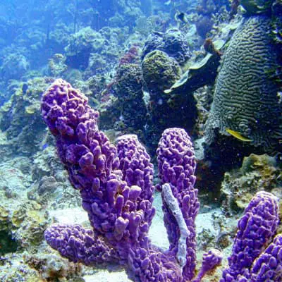 Caribbean Coral Reefs