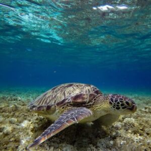 Coral Reef Animals With Turtle