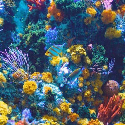 Coral Reef Plants