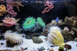 Fish Tank With Corals