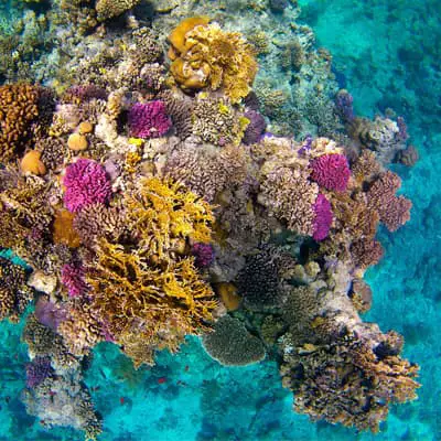 Red Sea Coral Reefs