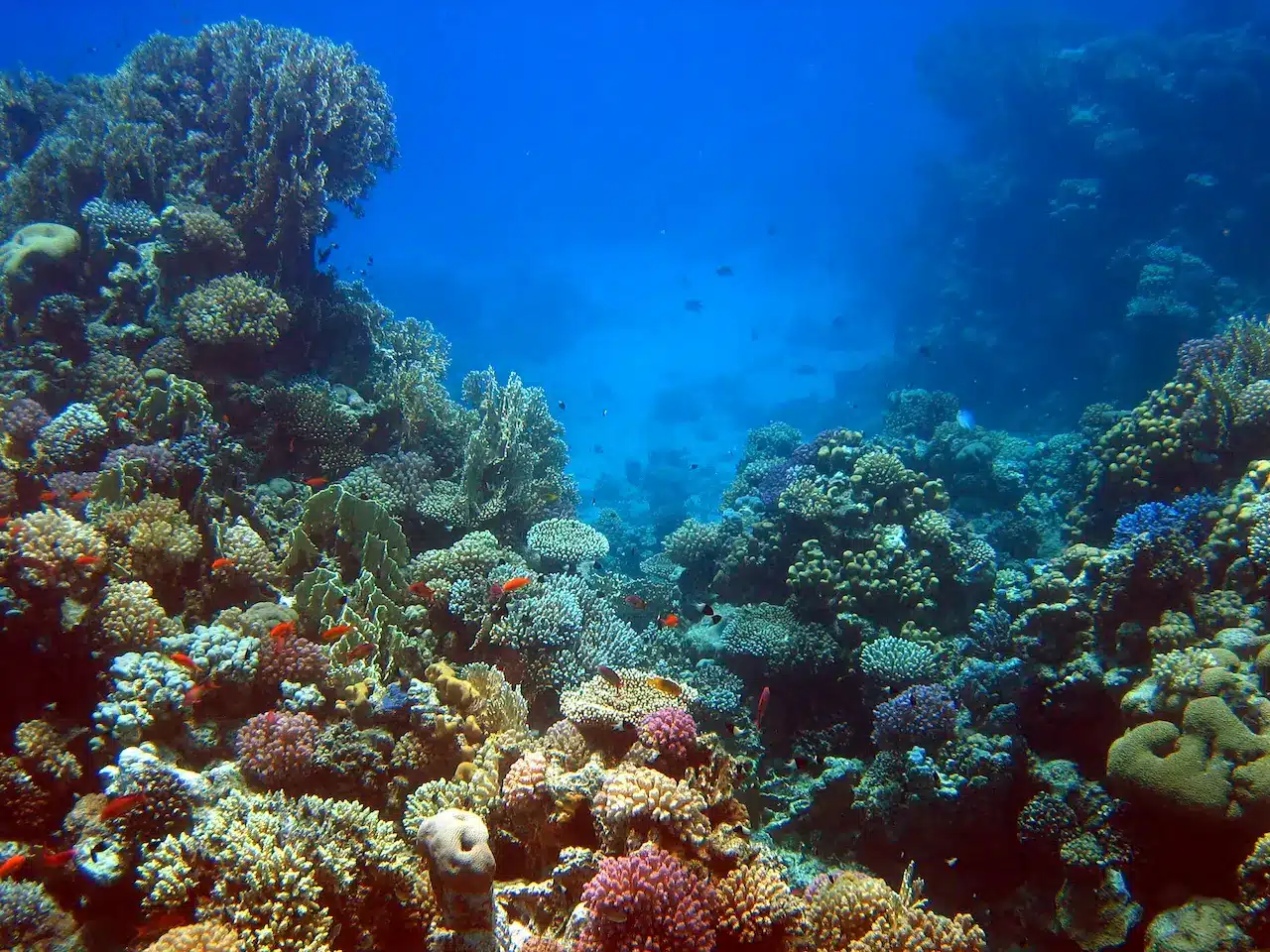 Coral Reef Underwater