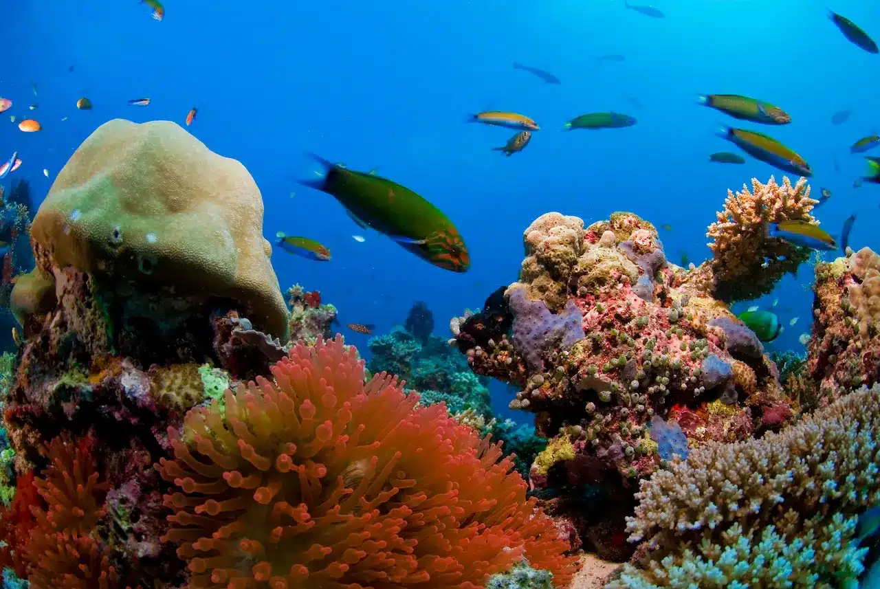 How To Regrow A Coral Reef