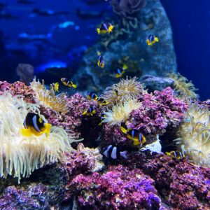 How To Regrow A Coral Reef A Step-By-Step Guide