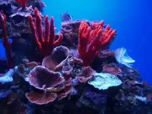 How To Protect A Coral Reef