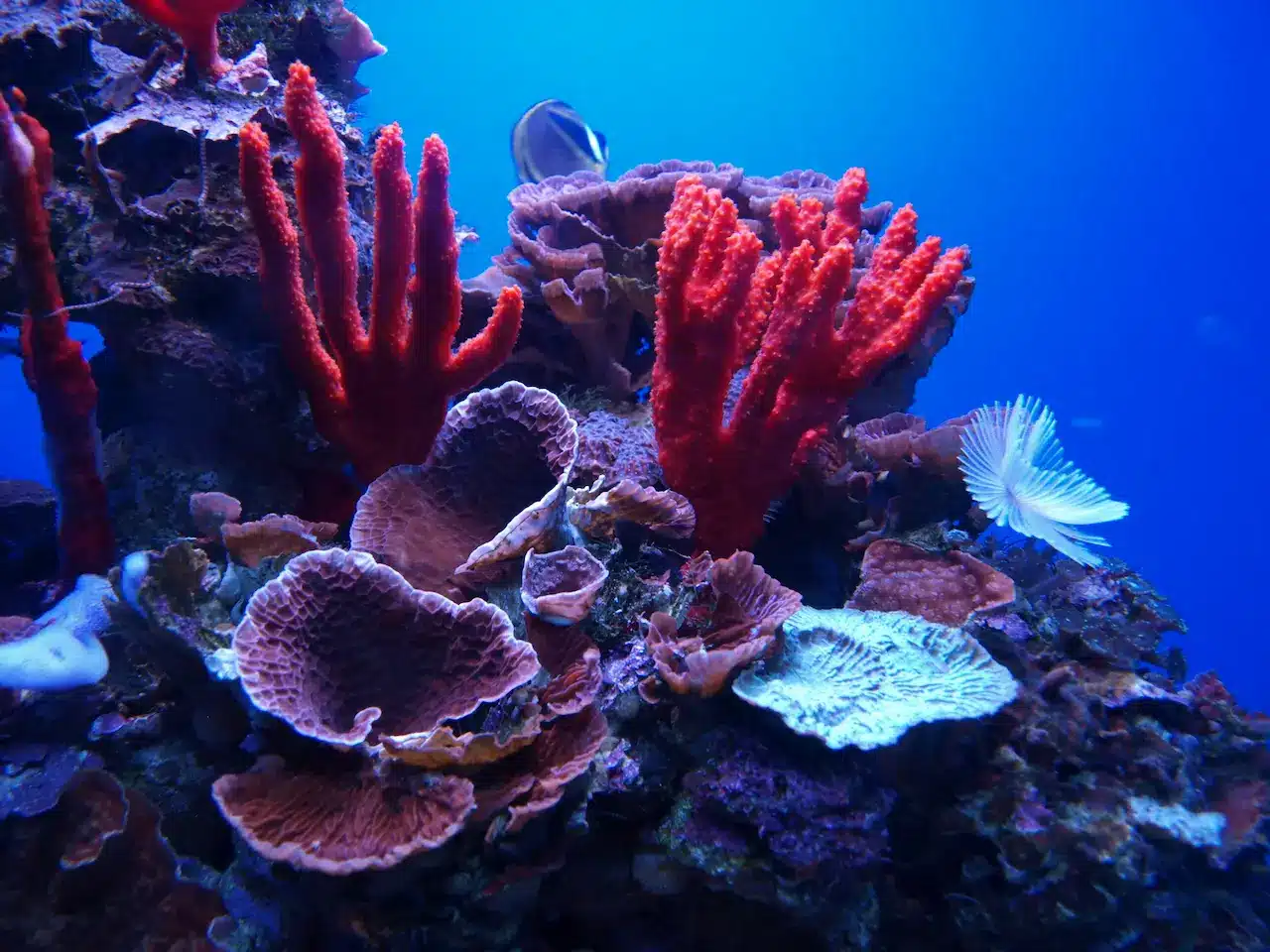 How To Protect A Coral Reef