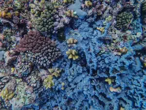 How To Protect A Coral Reef Close Up