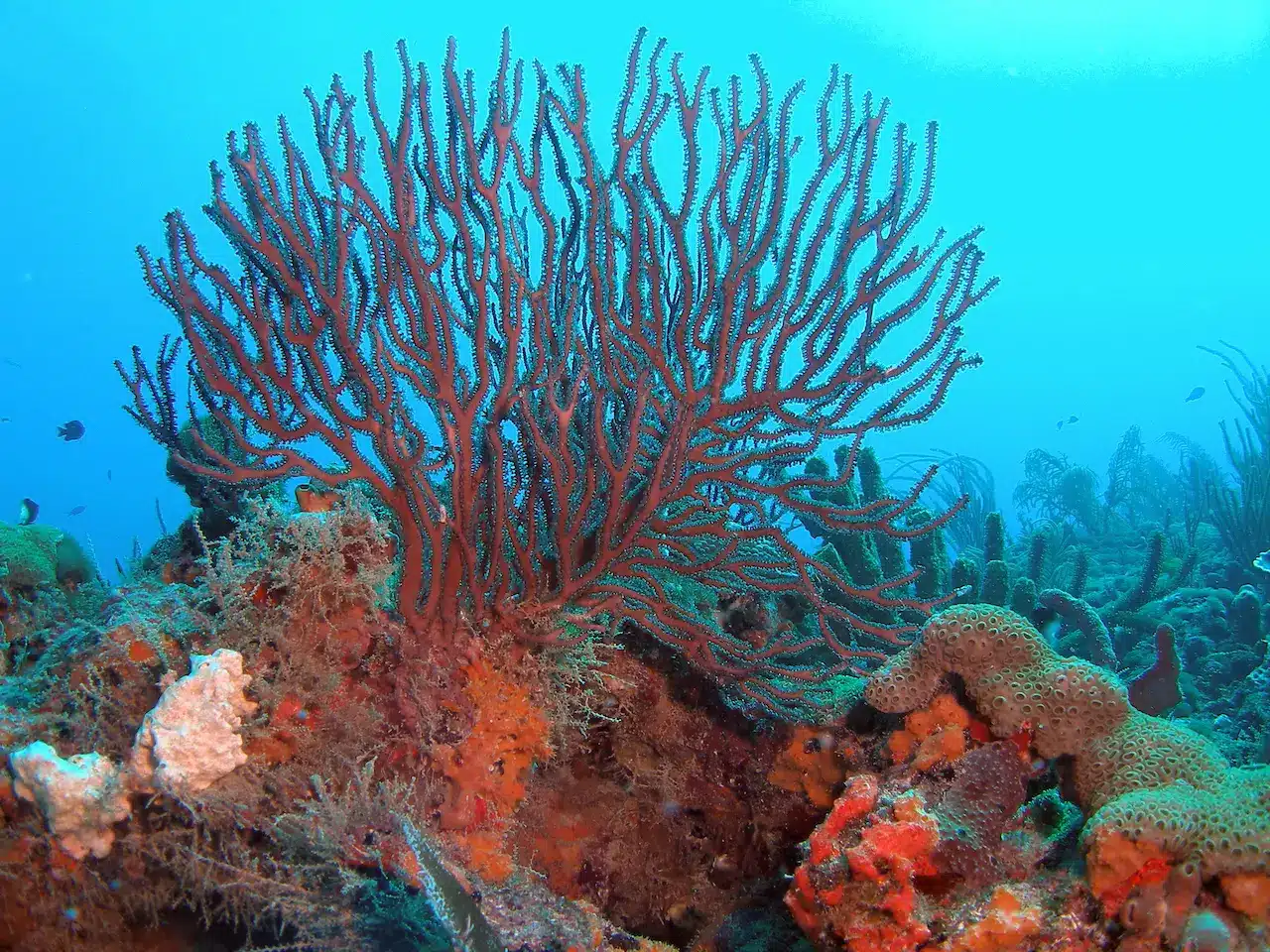 Sea Whip on a coral Reef 