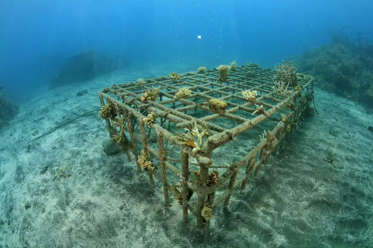Artificial Coral Reef Width Small New Corals