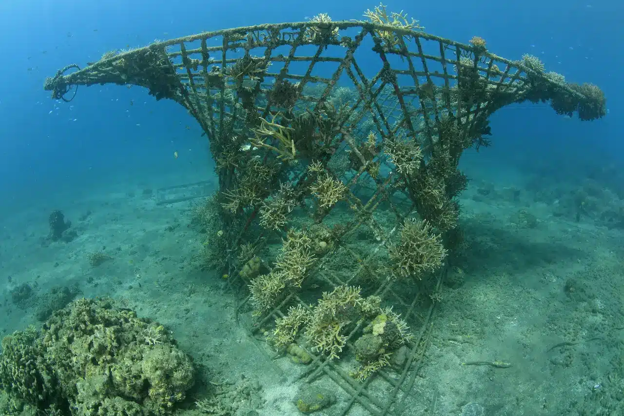 Artificial Coral Reef in the Ocean