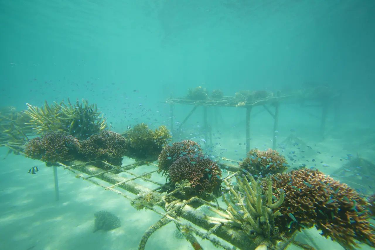 Can You Create An Artificial Coral Reef?