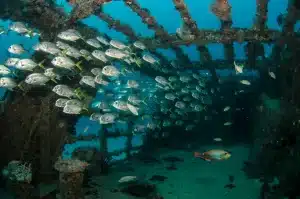 Coral Reef From A Ship Wreck