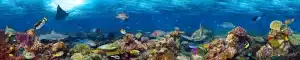 Coral Reef Landscape Panoramic