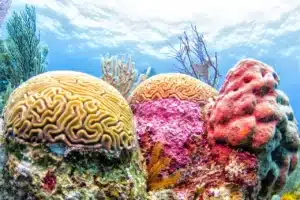 Coral Reefs Restoration