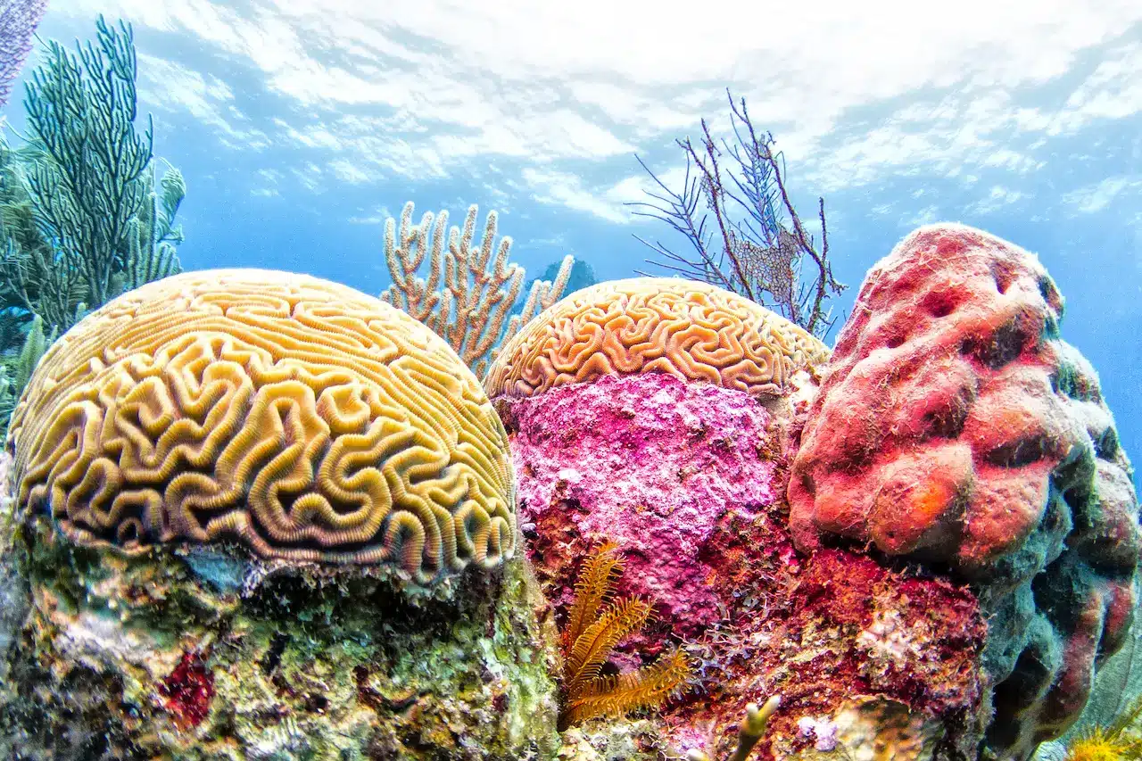 Coral Reefs Restoration