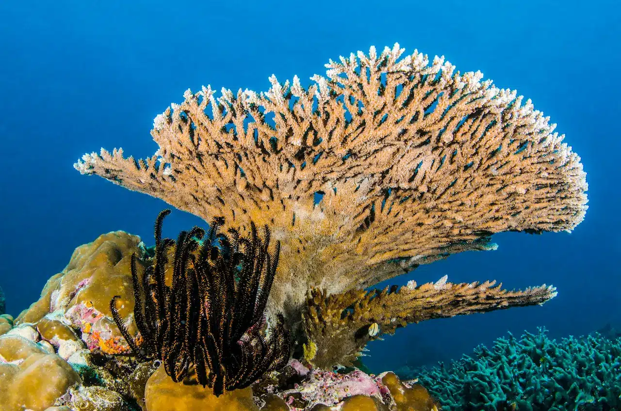 Coral Reef Cnidarians | Coral Reef Information