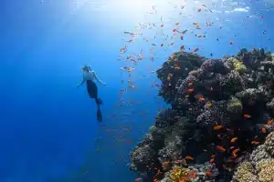 Person Swimming in the Ocean Fore Reef Zone