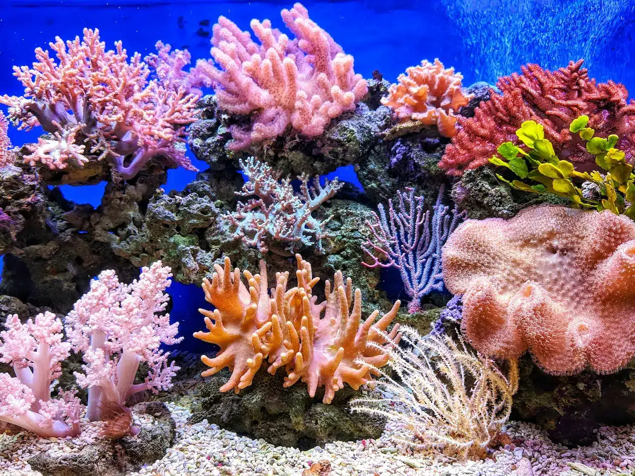 Types of Coral Reefs | Coral Information | Coral Reef Information