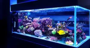Building and Maintaining the Ideal Aquarium for Corals and Fish