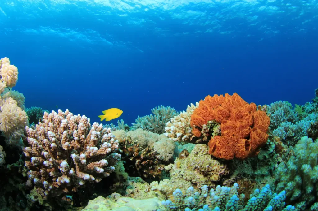 Coral Reef with Sponge Underwater