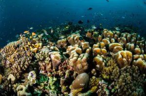 Coral underwater How To Save Coral Reefs From Bleaching