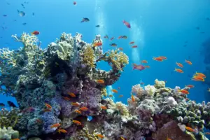 How to Save Coral Reefs from Ocean Acidification
