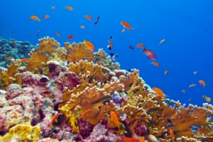 How to Save Coral Reefs from Ocean Acidification