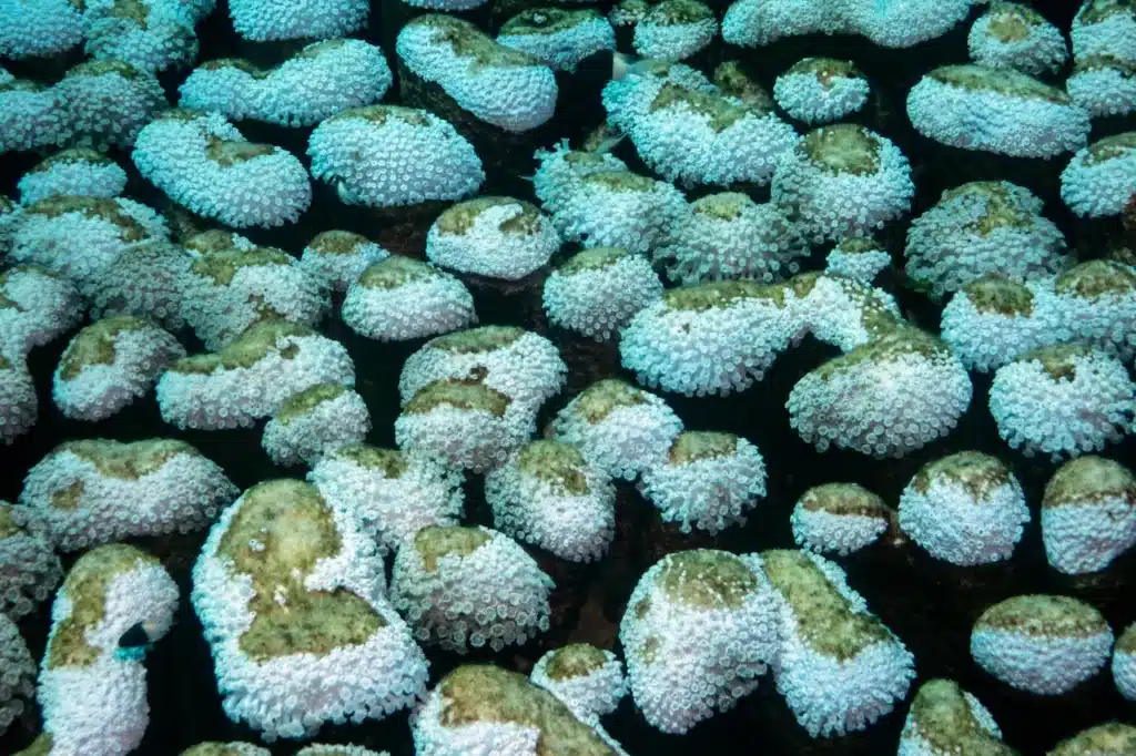 Reefs Bleaching and Dying