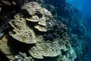 Save Coral Reefs From Bleaching