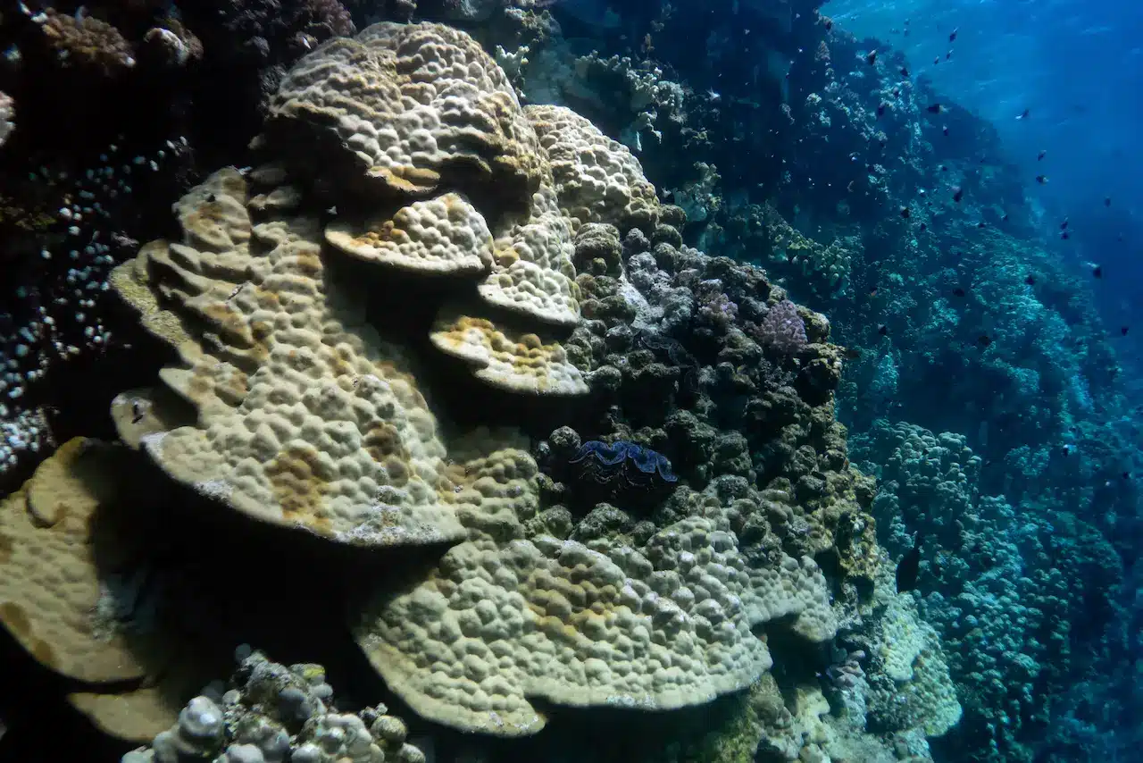 Save Coral Reefs From Bleaching