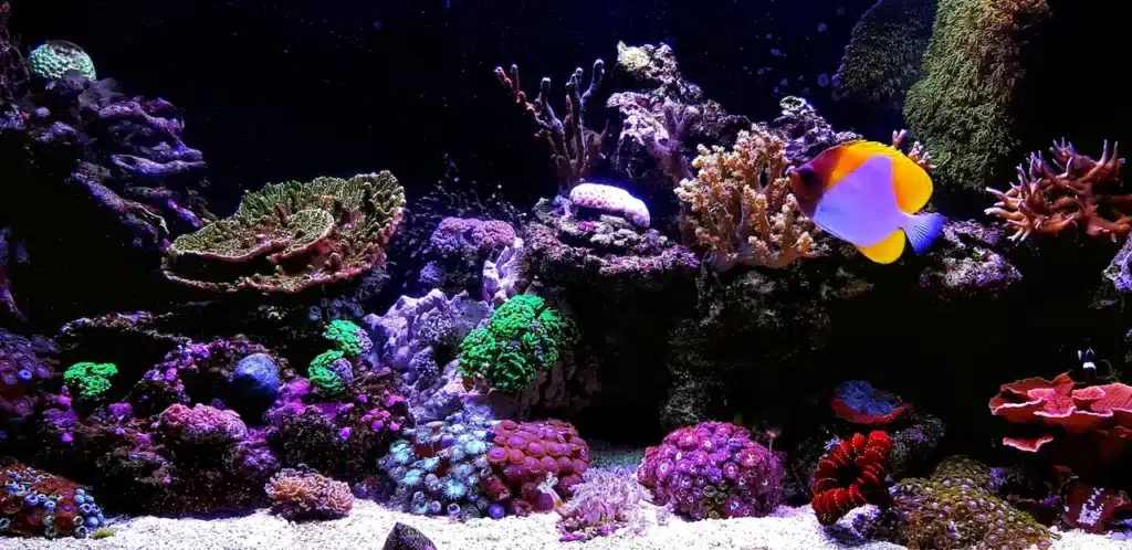 Scene in Saltwater Coral Reef Aquarium