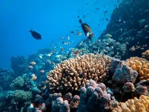 School Of Fish On A Coral Reef With Big Fish