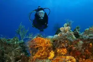 Tips for Diving off a Yacht