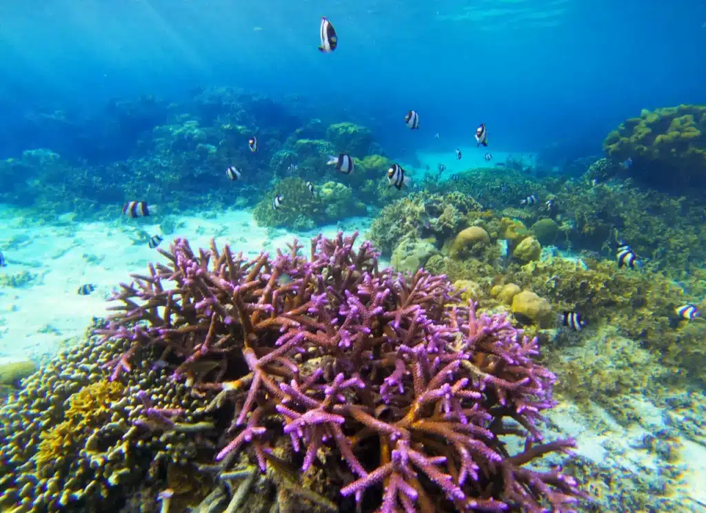 Underwater Landscape with Pink Coral and Tropical Fish