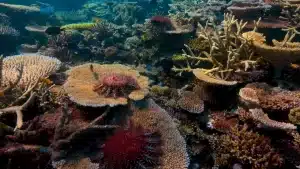 Satellite Technology In Monitoring And Protecting Coral Reef