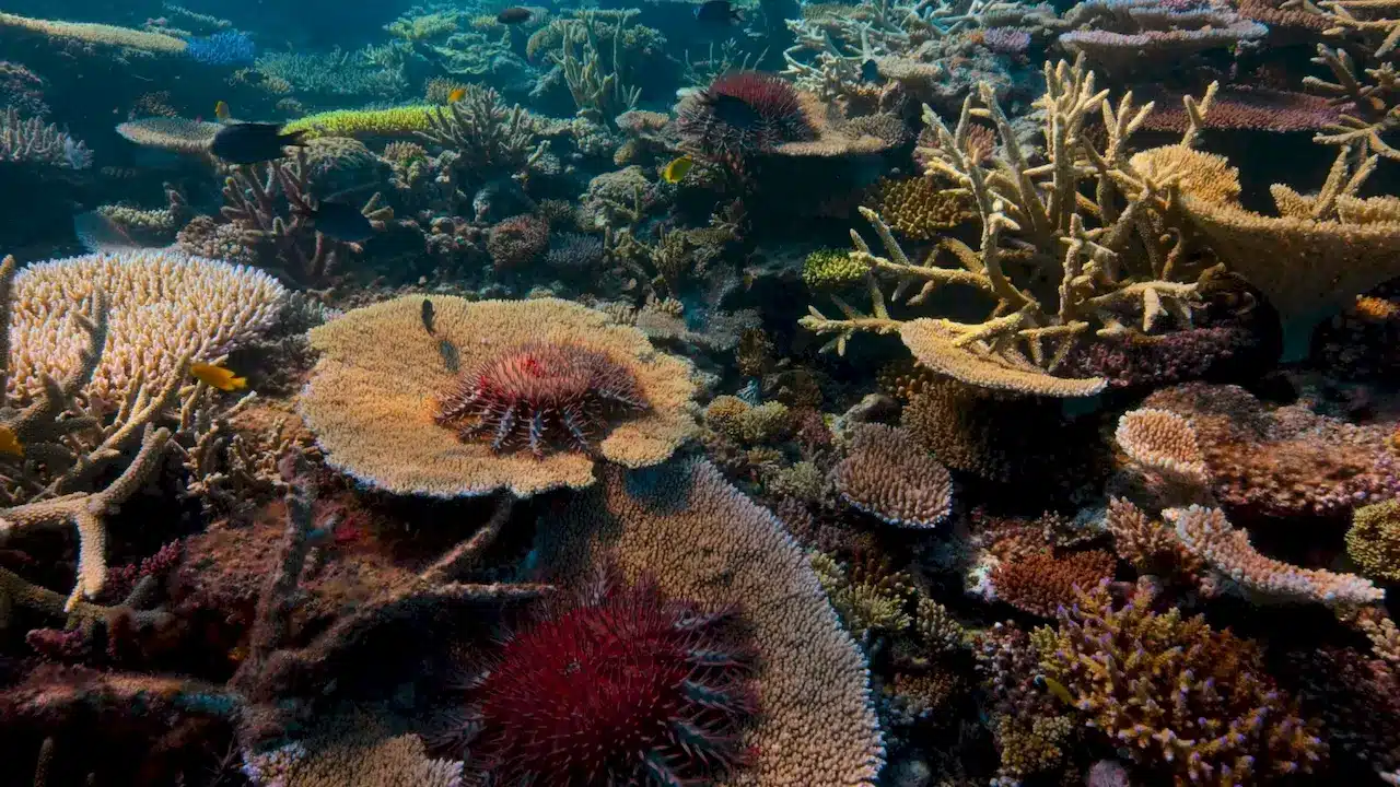 Satellite Technology In Monitoring And Protecting Coral Reef